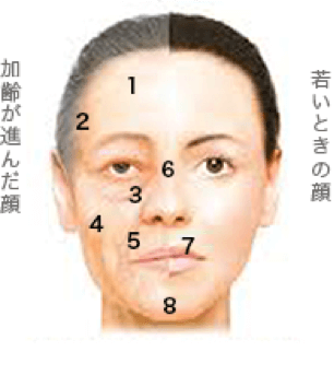 ヒアルロン酸の適応部位