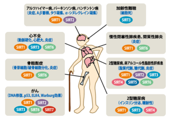 サーチェインについて